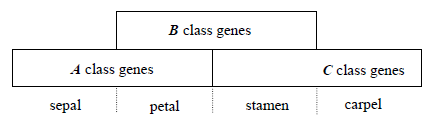 The basic tenets of the ABC model of Arabidopsis flower development are ...