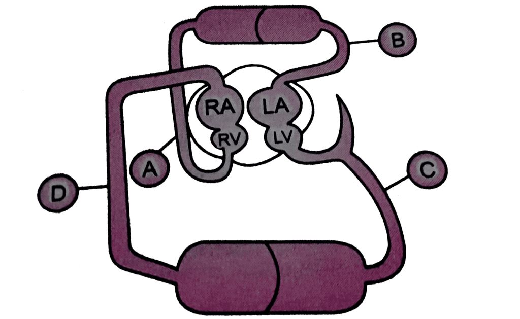 In the given diagram which blood vessel represents vena cava ? RA-Ri