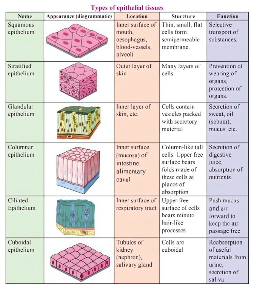 Tissues Class 9 Notes Science Chapter 6