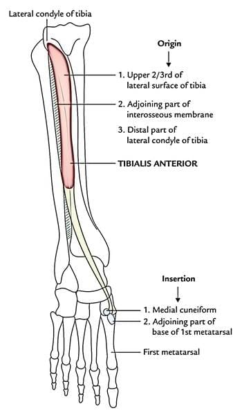 Lower Limb - 2 Chapter Notes | Anatomy - NEET PG