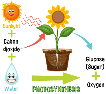 Photosynthesis