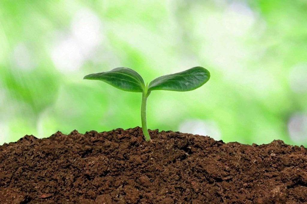 Revision Notes: Soils in India | Geography Class 10 ICSE