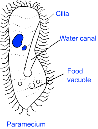 Classification : Diversity in Living Organisms Notes - Class 9