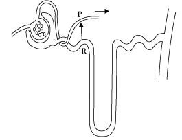 Class 10 Science: CBSE Sample Question Paper- Term I (2021-22) - 2 | Science Class 10