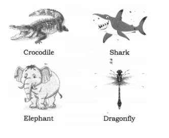 Class 6 Science : Sample Paper - 5 | Sample Papers For Class 6