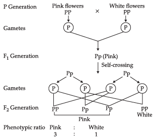 Class 10 Science: CBSE Sample Question Paper- Term II (2021-22) - 1 | Science Class 10