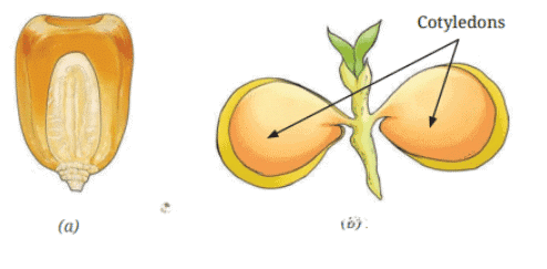 Class 6 Science: Sample Paper - 4 | Sample Papers For Class 6