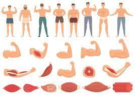 Skeletal and Muscular System - 1 Class 5 Worksheet Science
