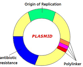 Biotechnology Principles and Processes Class 12 Notes Biology Chapter 9
