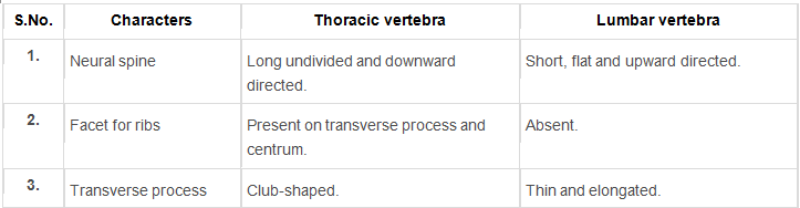 Locomotion and Movement Class 11 Notes Biology Chapter 20