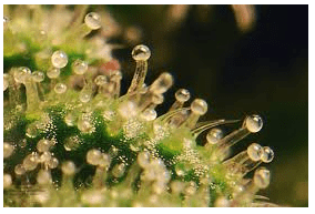 Anatomy of Flowering Plants Class 11 Notes Biology Chapter 6