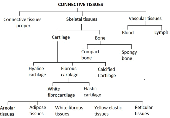 Revision Notes: Structural Organization in Animals | NCERT Exemplar & Revision Notes for NEET
