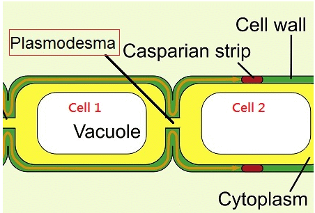 Solved Examples: Cell - The Unit of Life | NCERT Exemplar & Revision Notes for NEET