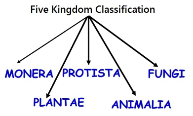 Detailed Summary: Biological Classification | NCERT Exemplar & Revision Notes for NEET