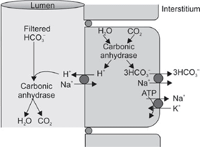Renal Physiology Chapter Notes | Physiology - NEET PG