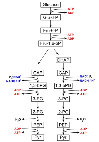 Respiration in Plants Class 11 Notes Biology Chapter 14