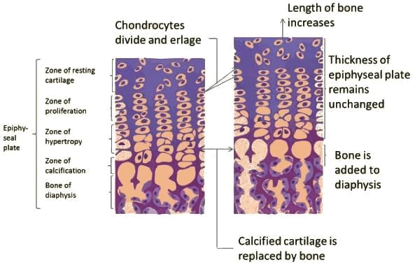General Anatomy Chapter Notes | Anatomy - NEET PG