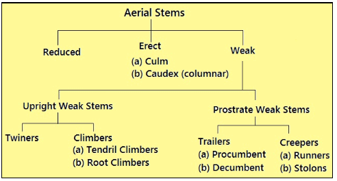Morphology of Flowering Plants Class 11 Notes Biology Chapter 5