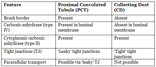 Renal Physiology Chapter Notes | Physiology - NEET PG