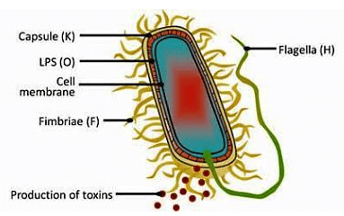 Solved Examples: Biological Classification | NCERT Exemplar & Revision Notes for NEET