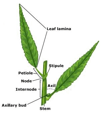 Morphology of Flowering Plants Class 11 Notes Biology Chapter 5