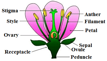 Morphology of Flowering Plants Class 11 Notes Biology Chapter 5