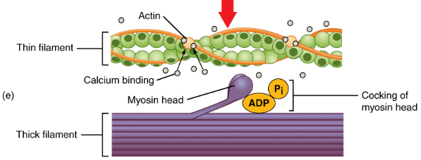 Locomotion and Movement Class 11 Notes Biology Chapter 20
