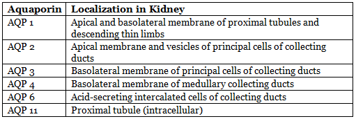 Renal Physiology Chapter Notes | Physiology - NEET PG