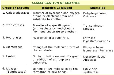 Biomolecules Class 11 Notes Biology Chapter 9
