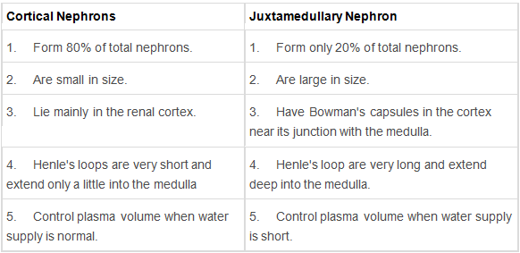 Excretory Products & their Elimination Class 11 Notes Biology