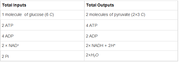 Respiration in Plants Class 11 Notes Biology Chapter 14