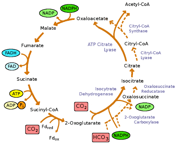 Respiration in Plants Class 11 Notes Biology Chapter 14
