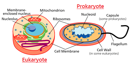 Cell - The Unit of Life Class 11 Notes Biology Chapter 8