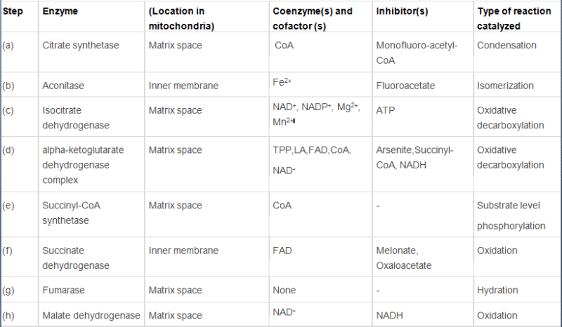 Respiration in Plants Class 11 Notes Biology Chapter 14