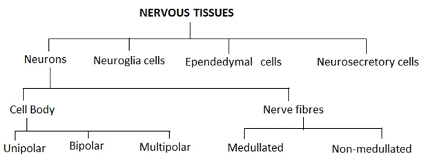 Revision Notes: Structural Organization in Animals | NCERT Exemplar & Revision Notes for NEET