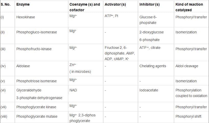 Respiration in Plants Class 11 Notes Biology Chapter 14