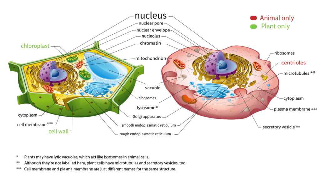 Animal and Plant Cell
