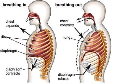 Breathing and Exchange of Gases Class 11 Notes Biology Chapter 17