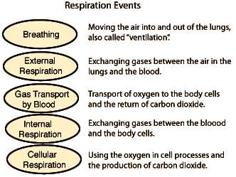 Breathing and Exchange of Gases Class 11 Notes Biology Chapter 17