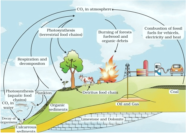Ecosystem Class 12 Notes Biology Chapter 12