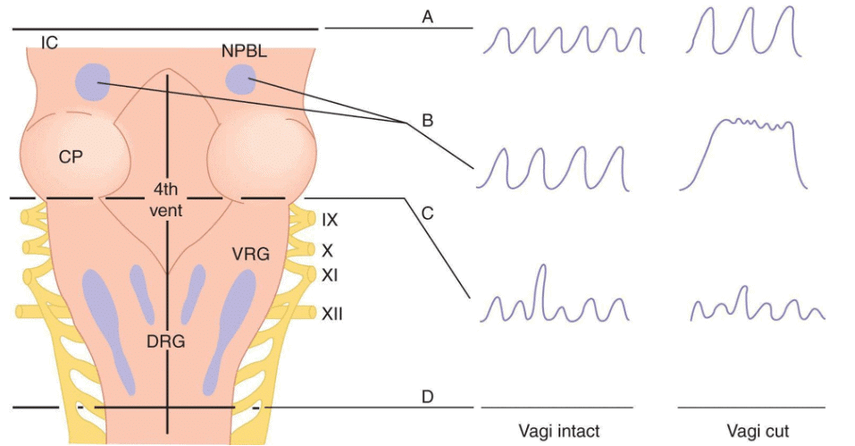 Regulation of Respiration and Applied Physiology Chapter Notes | Physiology - NEET PG