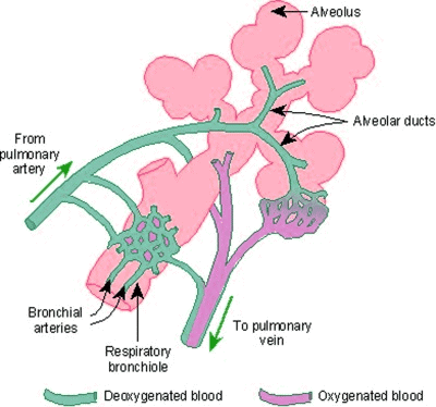 Gaseous Exchange Chapter Notes | Physiology - NEET PG