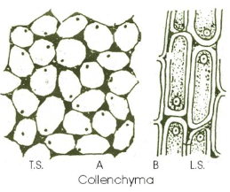 Anatomy of Flowering Plants Class 11 Notes Biology Chapter 6