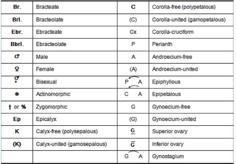 Morphology of Flowering Plants Class 11 Notes Biology Chapter 5