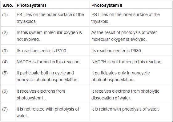 Photosynthesis in Higher Plants Class 11 Notes Biology Chapter 13
