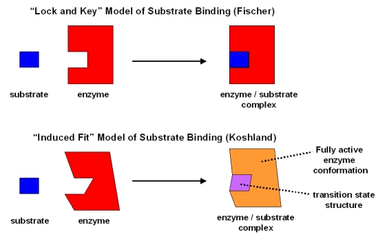 Biomolecules Class 11 Notes Biology Chapter 9