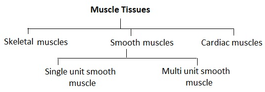 Revision Notes: Structural Organization in Animals | NCERT Exemplar & Revision Notes for NEET