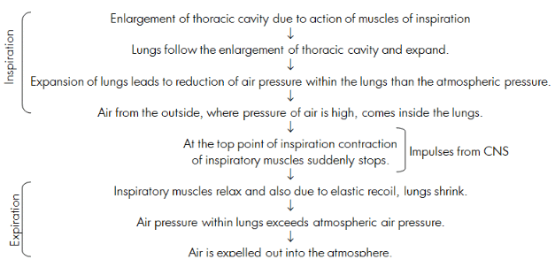 Breathing and Exchange of Gases Class 11 Notes Biology Chapter 17