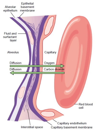 Gaseous Exchange Chapter Notes | Physiology - NEET PG