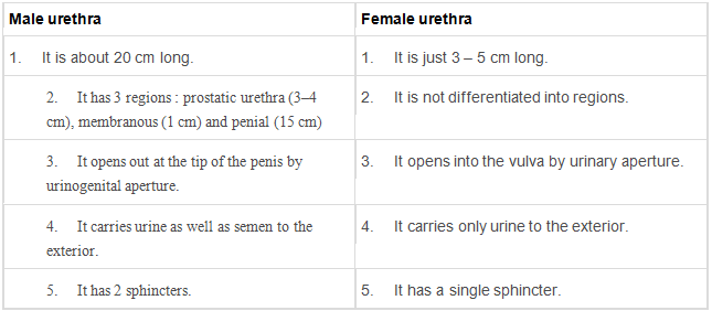 Excretory Products & their Elimination Class 11 Notes Biology